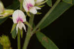 Narrowleaf lespedeza